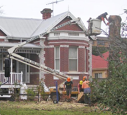 Residential Tree Lopping Services by Williams Tree Pro in Perth WA