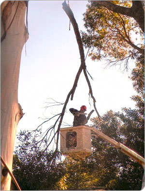 tree pruning by Williams Tree Pro Services