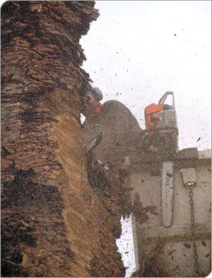 tree removal - williams tree pro in action